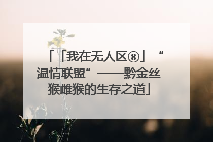 「我在无人区⑧」“温情联盟”——黔金丝猴雌猴的生存之道