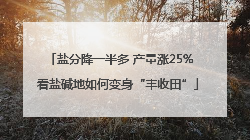 盐分降一半多 产量涨25% 看盐碱地如何变身“丰收田”