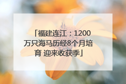 福建连江：1200万只海马历经8个月培育 迎来收获季