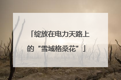 绽放在电力天路上的“雪域格桑花”
