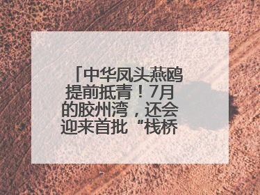 中华凤头燕鸥提前抵青！7月的胶州湾，还会迎来首批“栈桥同款”红嘴鸥