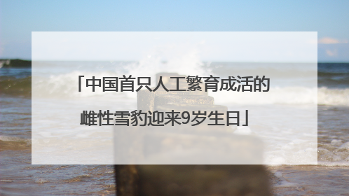 中国首只人工繁育成活的雌性雪豹迎来9岁生日