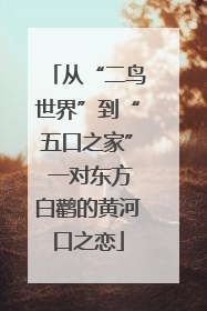 从“二鸟世界”到“五口之家” 一对东方白鹳的黄河口之恋