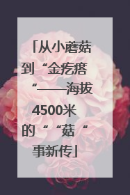 从小蘑菇到“金疙瘩“——海拔4500米的““菇“事新传