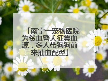 南宁一宠物医院为贫血警犬征集血源，多人带狗狗前来抽血配型