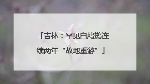 吉林：罕见白鸬鹚连续两年“故地重游”
