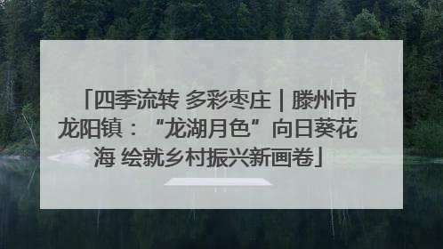 四季流转 多彩枣庄｜滕州市龙阳镇：“龙湖月色”向日葵花海 绘就乡村振兴新画卷