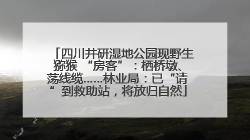 四川井研湿地公园现野生猕猴 “房客”：栖桥墩、荡线缆……林业局：已“请”到救助站，将放归自然