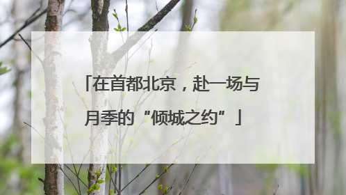 在首都北京，赴一场与月季的“倾城之约”