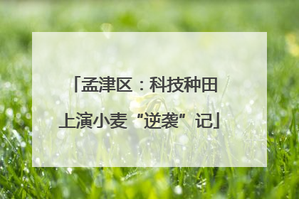 孟津区：科技种田 上演小麦“逆袭”记