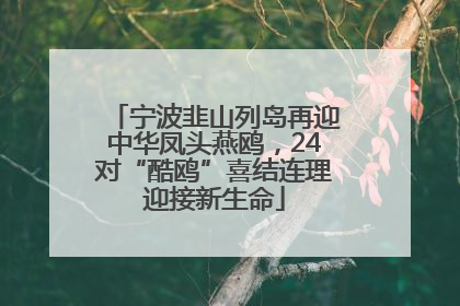 宁波韭山列岛再迎中华凤头燕鸥，24对“酷鸥”喜结连理迎接新生命