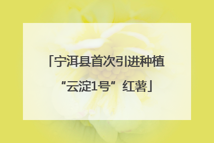 宁洱县首次引进种植“云淀1号”红薯