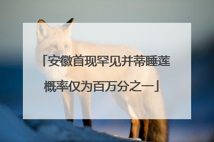 安徽首现罕见并蒂睡莲 概率仅为百万分之一