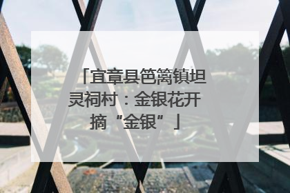 宜章县笆篱镇坦灵祠村：金银花开摘“金银”