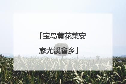 宝岛黄花菜安家尤溪畲乡