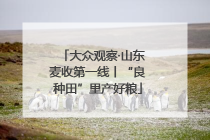 大众观察·山东麦收第一线丨“良种田”里产好粮