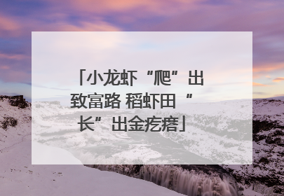 小龙虾“爬”出致富路 稻虾田“长”出金疙瘩