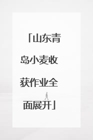 山东青岛小麦收获作业全面展开