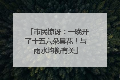 市民惊讶：一晚开了十五六朵昙花！与雨水均衡有关