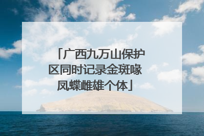 广西九万山保护区同时记录金斑喙凤蝶雌雄个体