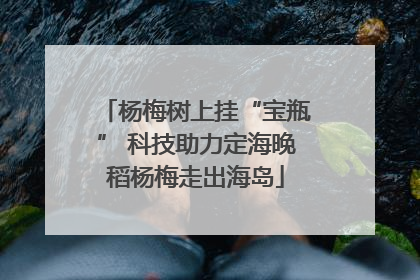 杨梅树上挂“宝瓶” 科技助力定海晚稻杨梅走出海岛