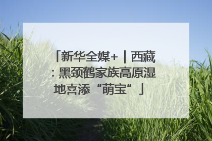 新华全媒+｜西藏：黑颈鹤家族高原湿地喜添“萌宝”