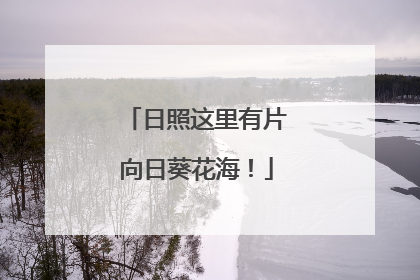 日照这里有片向日葵花海！