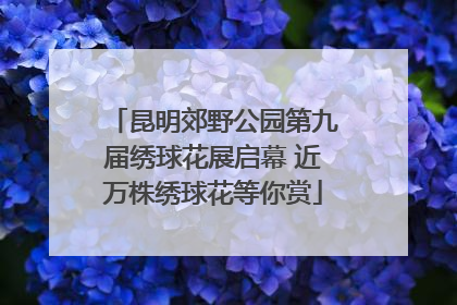 昆明郊野公园第九届绣球花展启幕 近万株绣球花等你赏
