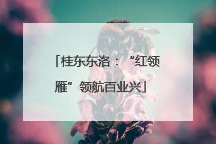 桂东东洛：“红领雁”领航百业兴