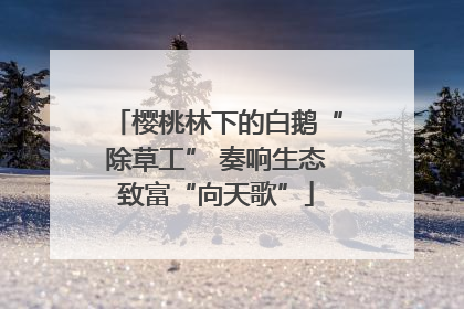樱桃林下的白鹅“除草工” 奏响生态致富“向天歌”