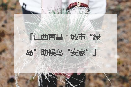 江西南昌：城市“绿岛”助候鸟“安家”