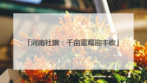 河南社旗：千亩蓝莓迎丰收