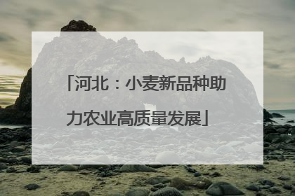 河北：小麦新品种助力农业高质量发展