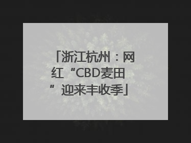 浙江杭州：网红“CBD麦田”迎来丰收季