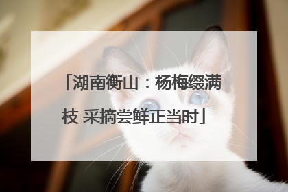 湖南衡山：杨梅缀满枝 采摘尝鲜正当时