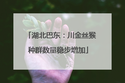 湖北巴东：川金丝猴种群数量稳步增加