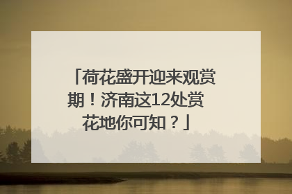 荷花盛开迎来观赏期！济南这12处赏花地你可知？