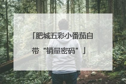肥城五彩小番茄自带“销量密码”