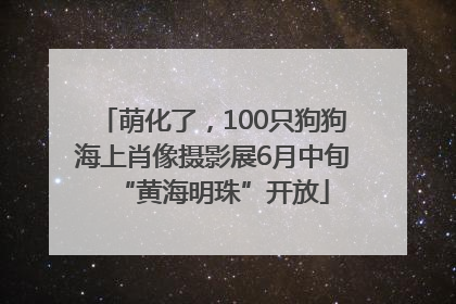 萌化了，100只狗狗海上肖像摄影展6月中旬“黄海明珠”开放