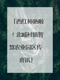 西红柿熟啦！北臧村镇智慧农业园区传喜讯