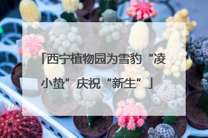西宁植物园为雪豹“凌小蛰”庆祝“新生”
