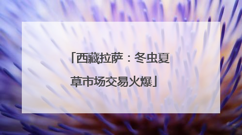西藏拉萨：冬虫夏草市场交易火爆