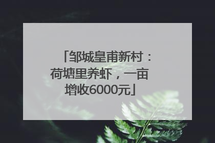 邹城皇甫新村：荷塘里养虾，一亩增收6000元