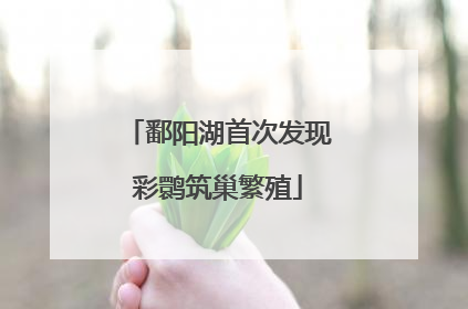 鄱阳湖首次发现彩鹮筑巢繁殖