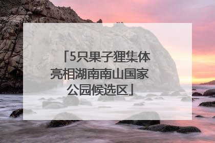 5只果子狸集体亮相湖南南山国家公园候选区